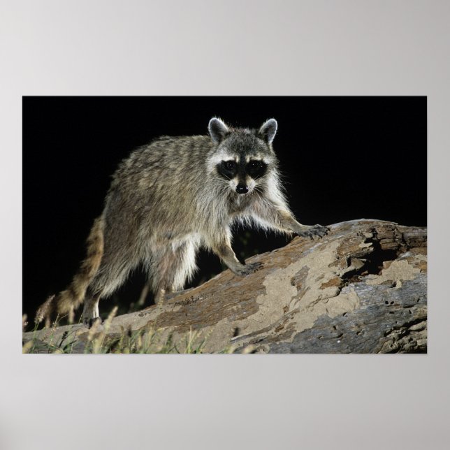 Póster Northern Raccoon, Procyon lotor, adult at 2 (Frente)