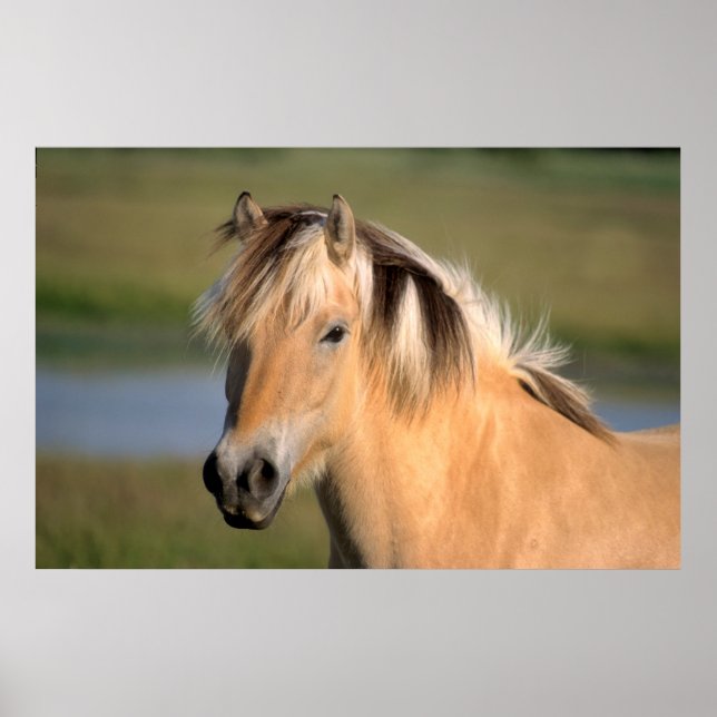 Póster noruego ätPony, caballo Noruego de fiordo, (Frente)
