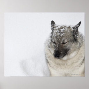 Póster Noruego Elkhound