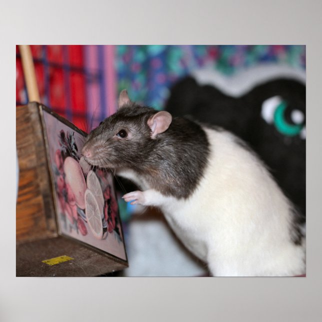 Póster Nosey (Frente)