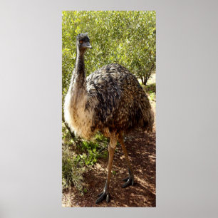 Póster Nosy Emu Poster