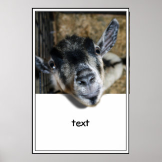 Póster Nosy Goat mirando hacia afuera