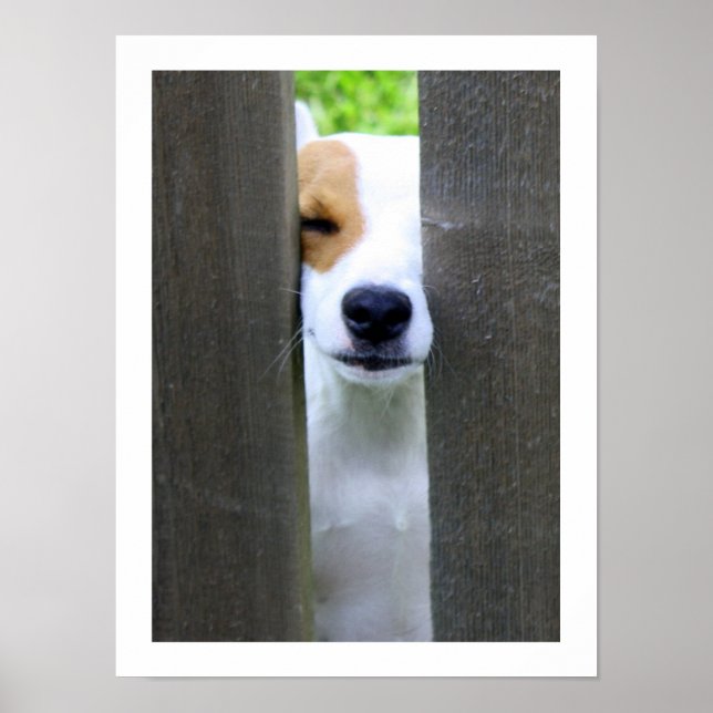 Póster Nosy Neighbor - Jack Russell Terrier Poster (Frente)