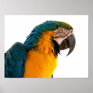 Póster Notas adhesivas de loro