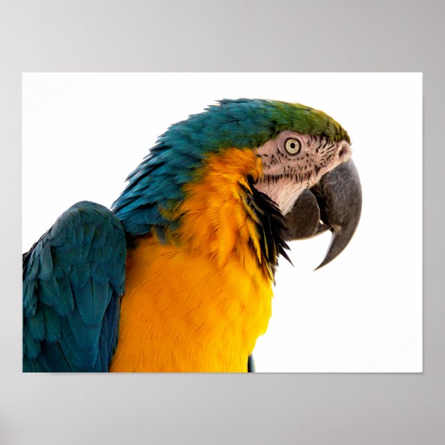 Póster Notas adhesivas de loro (Frente)