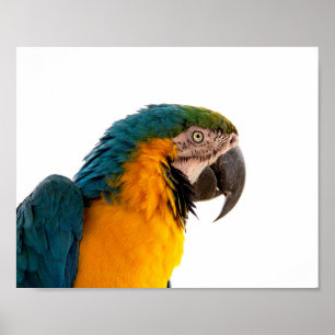 Póster Notas adhesivas de loro