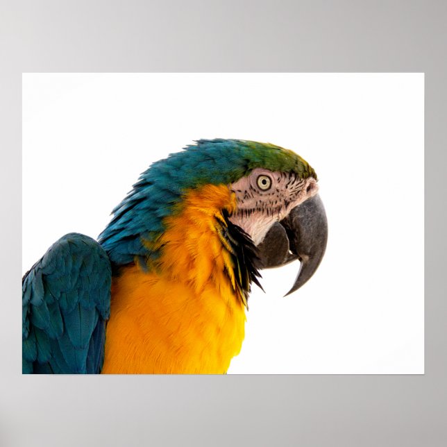 Póster Notas adhesivas de loro (Frente)