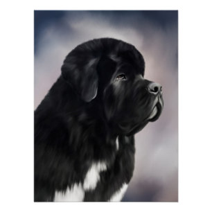 Poster Notta Bear Landseer de Terranova