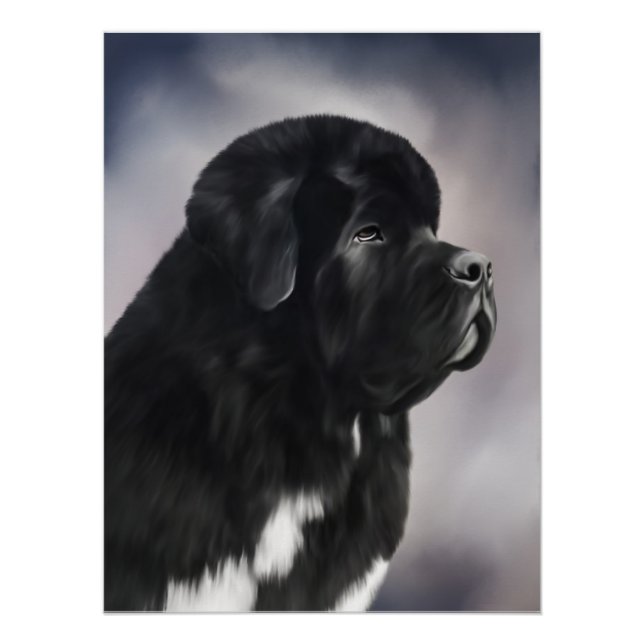 Poster Notta Bear Landseer de Terranova (Anverso)