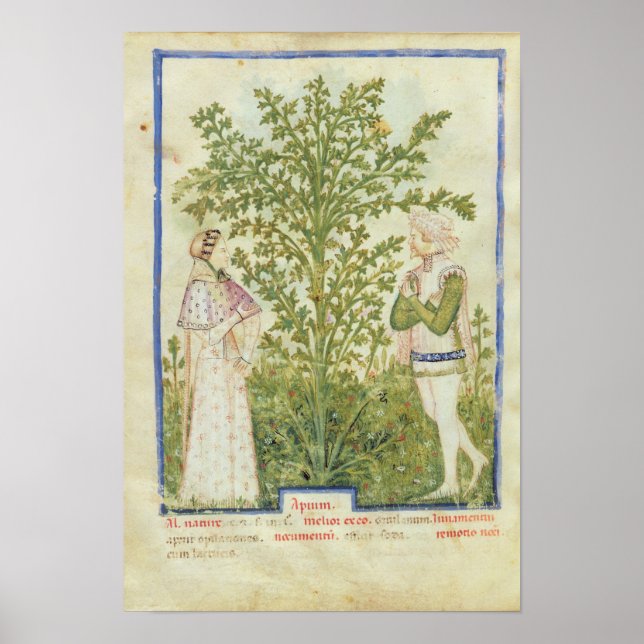 Póster Nov Acq Lat Celery, de 'Tacuinum Sanitatis' (Frente)