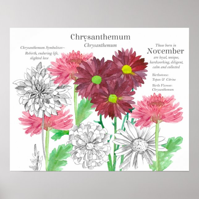 Póster November Birth Flower Language of Flowers (Frente)