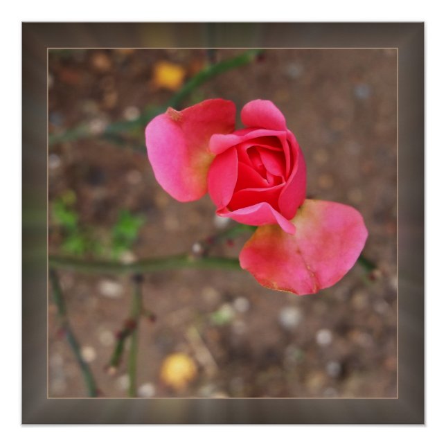 Póster Noviembre rosebud (Anverso)