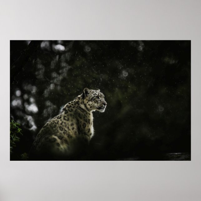 PÓSTER NOWLEOPARD IN RAIN (Frente)