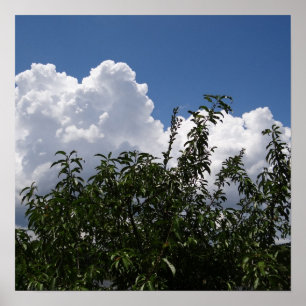 Póster Nubes blancas mullidas del árbol de melocotón de
