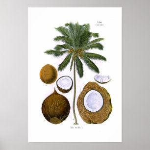 Póster Nucifera de los Cocos (palma de coco)