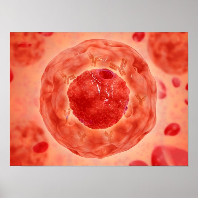 Póster Núcleo Celular Con Cromosoma 2 (Frente)