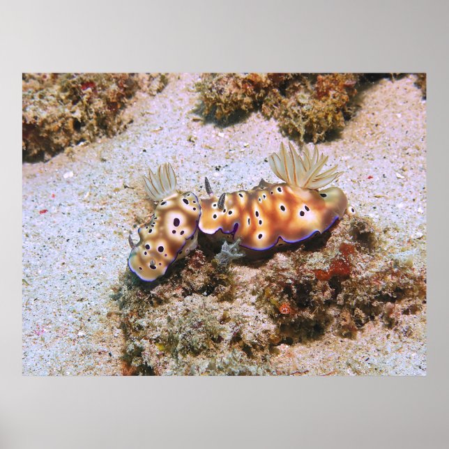 Póster Nudi Pair (Frente)