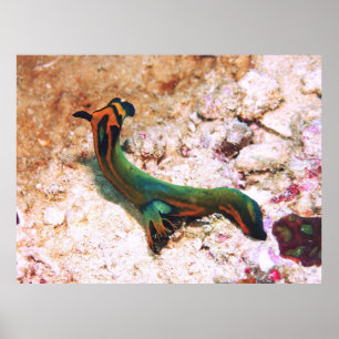 Póster Nudibranch