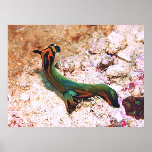Póster Nudibranch (Frente)
