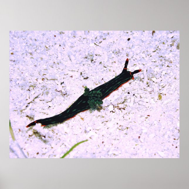 Póster Nudibranch de contraste (Frente)