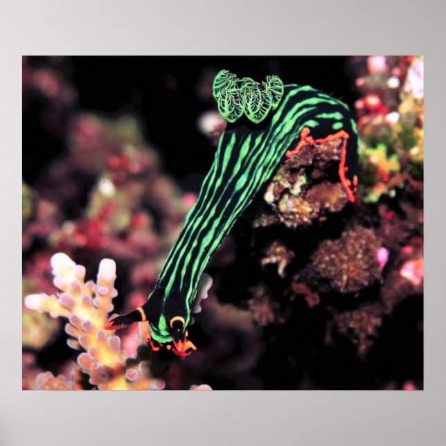 Póster Nudibranch Godown (Frente)