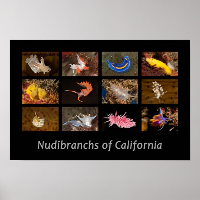 Póster Nudibranchs, Poster de California (Frente)