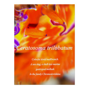 Póster Nudibranquia colorida.