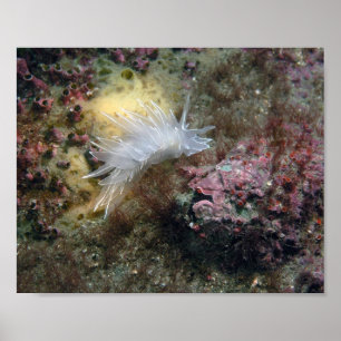 Póster Nudibranquio de alabastro