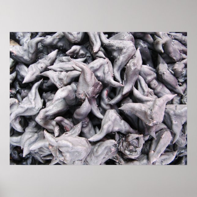 Póster Nueces de búfalo - Caltropo de agua (Frente)