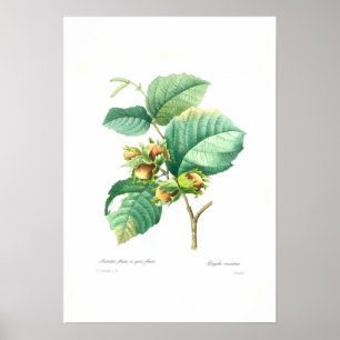 Póster Nueces de hazaña
