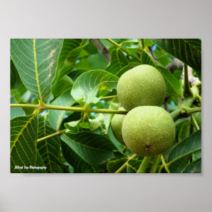 Póster Nueces en Follaje Verde