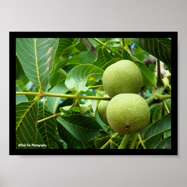Póster Nueces en Follaje Verde (Frente)