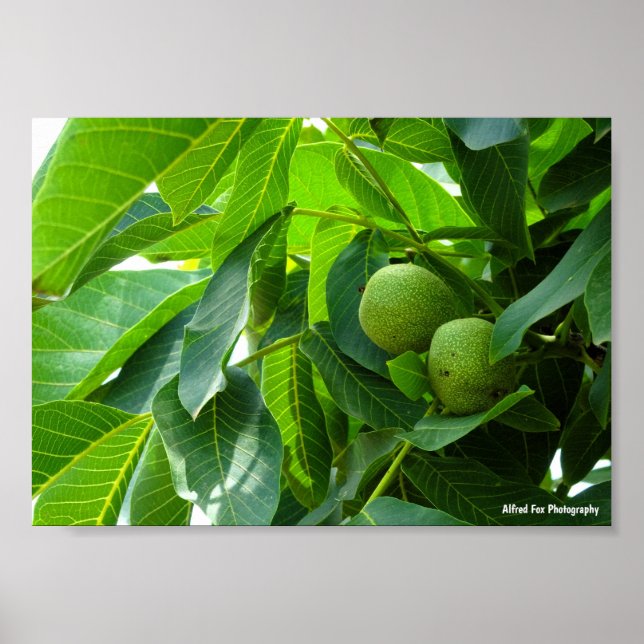 Póster Nueces en Follaje Verde Iluminado (Frente)