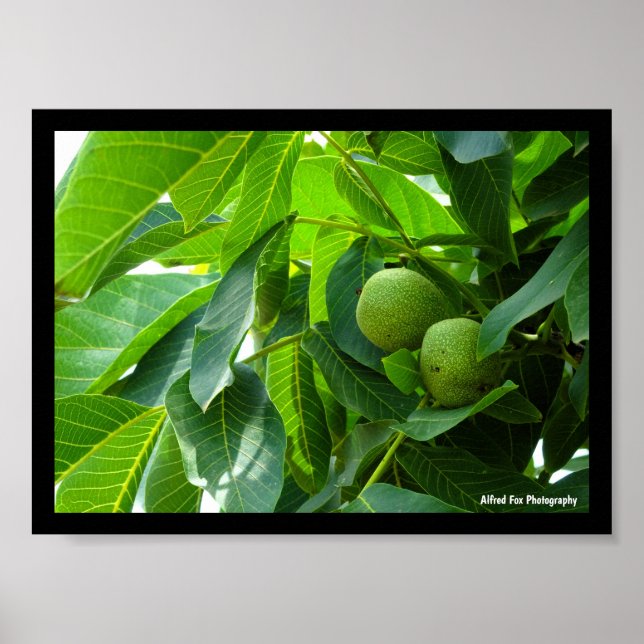 Póster Nueces en Follaje Verde Iluminado (Frente)