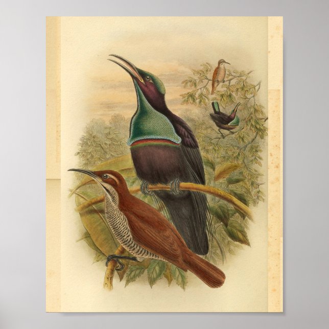 Póster Nueva Guinea Azul Rifle Bird Vintage (Frente)