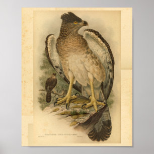 Póster Nueva Guinea Harpy Eagle Bird Color Vintage Print