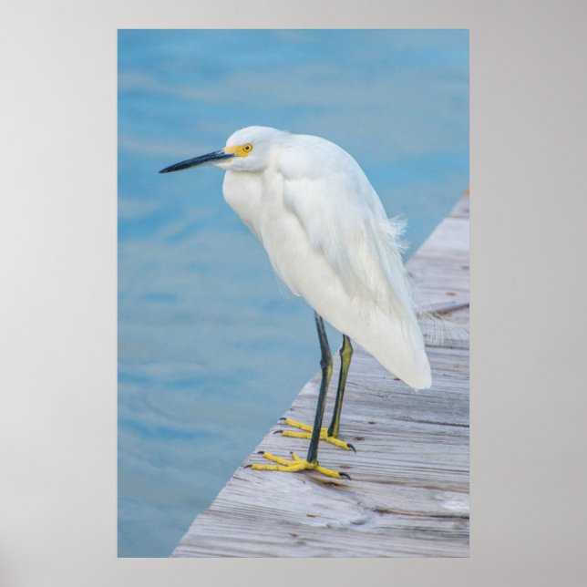 Póster Nueva playa de Smyrna, Snowy Egret en el muelle (Frente)