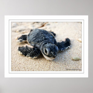 Póster Nueva Tortuga