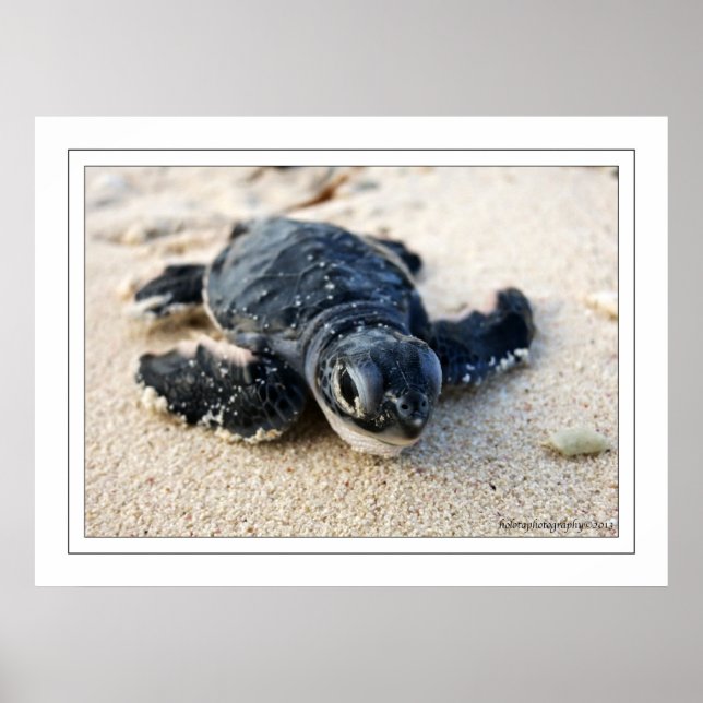 Póster Nueva Tortuga (Frente)