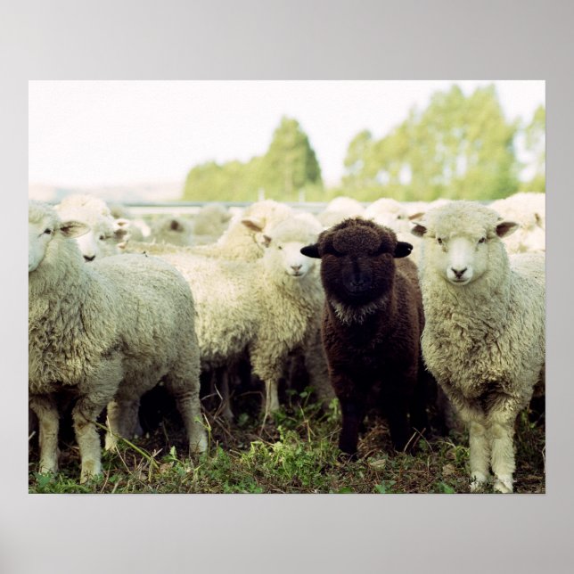 Póster Nueva Zelanda (Frente)