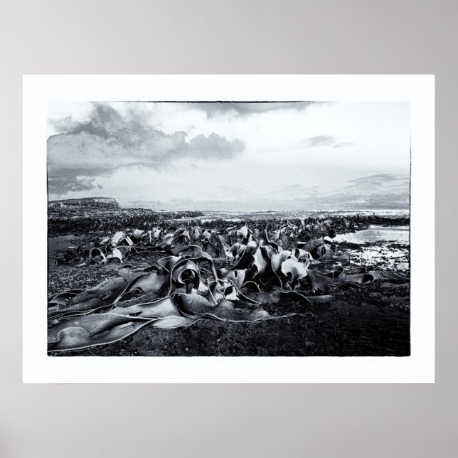 Póster Nueva Zelanda, Curio Bay y Catlins Coast (Frente)