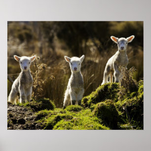 Póster Nueva Zelanda, isla del sur, nacional de Fiordland