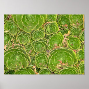 Póster Nueva Zelanda, Isla del Sur. Suculento.