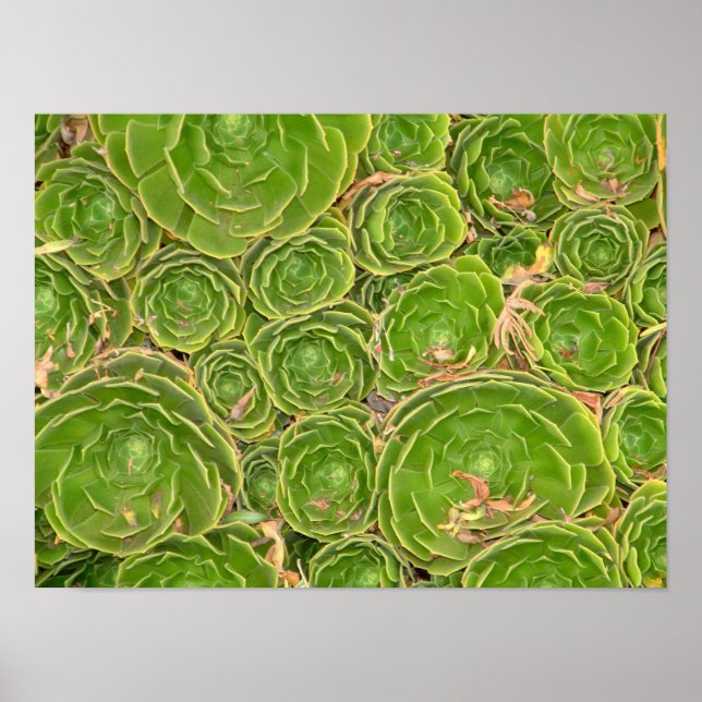 Póster Nueva Zelanda, Isla Sur. Suculento. (Frente)