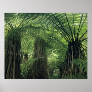 Póster Nueva Zelanda, Valle de Haast, Westland, Árbol Sua