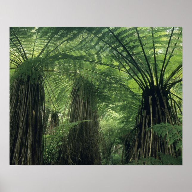 Póster Nueva Zelanda, Valle de Haast, Westland, Árbol Sua (Frente)