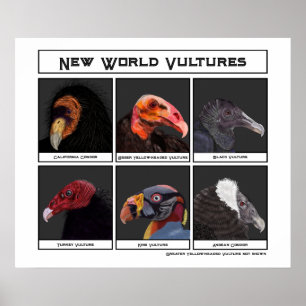 Póster Nuevo mundo viola Ilustracion