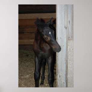 Póster Nuevo Pony/Caballo