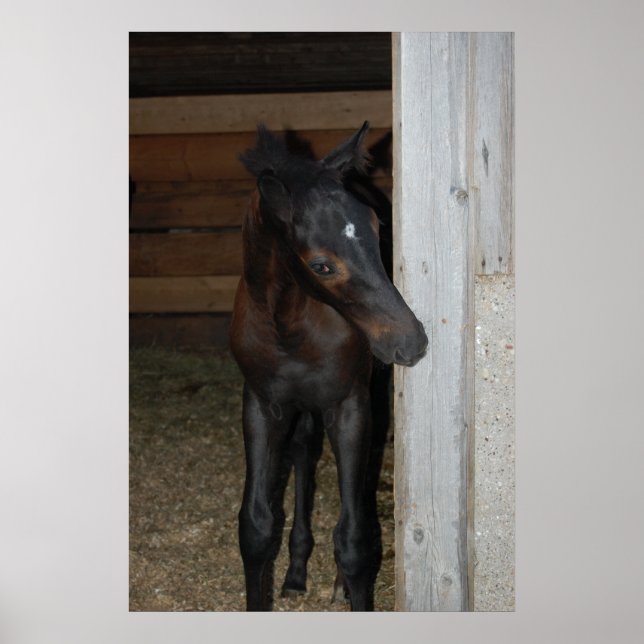 Póster Nuevo Pony/Caballo (Frente)