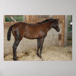 Póster Nuevo Pony/Caballo